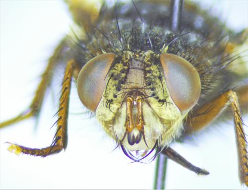 Tachina fera